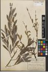 Foto von Salix purpurea L.